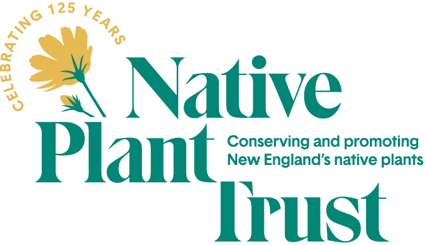 Celebrating 125 Years: Native Plant Trust: Conserving
                    and promoting New England’s native plants